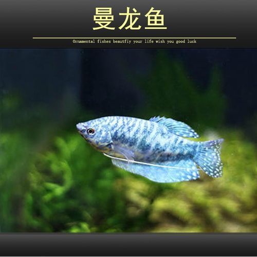 藍曼龍魚的價格是多少？（藍曼龍魚價格親民，新手養魚的高性價比選擇與飼養指南）