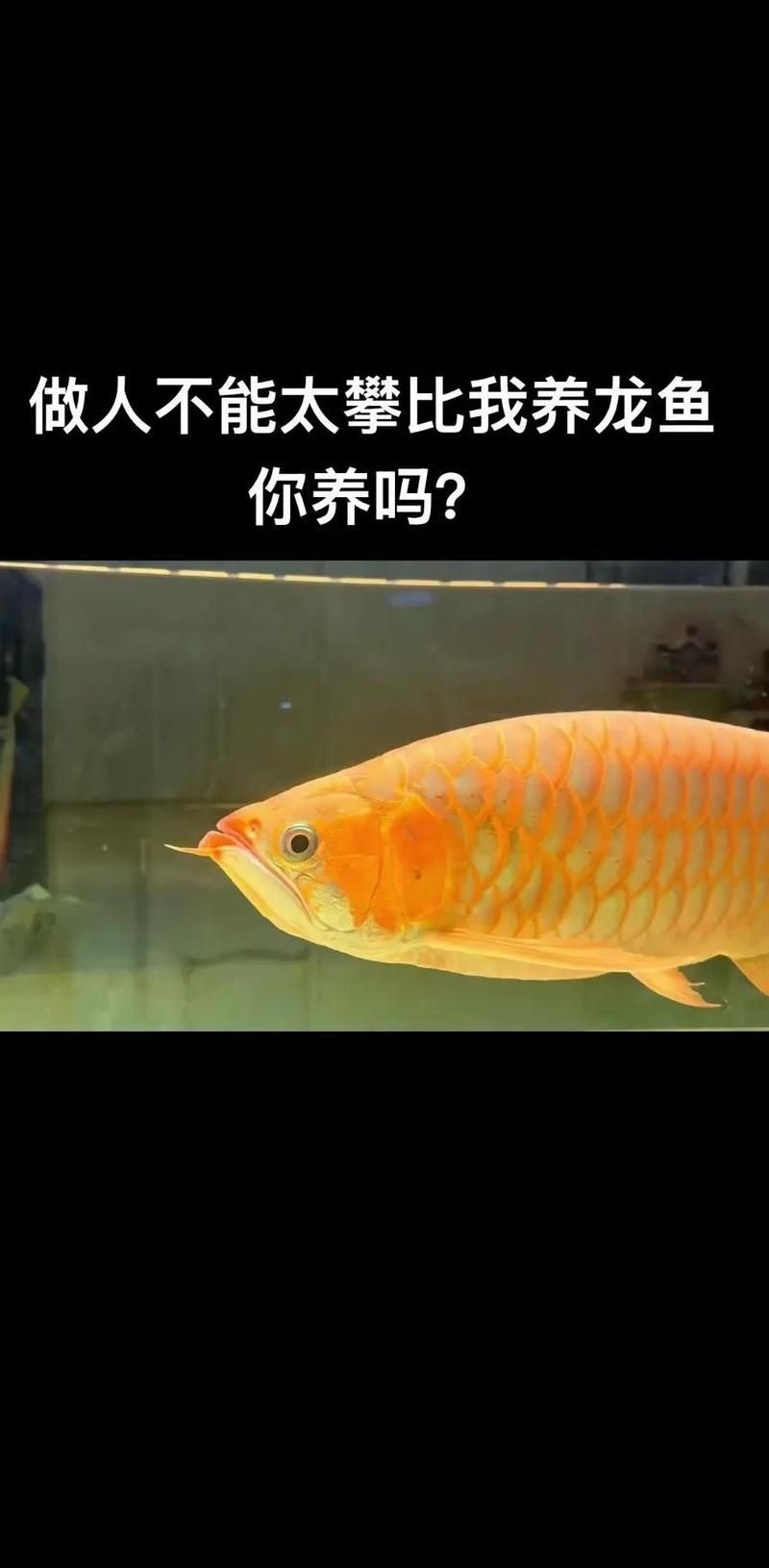 龍魚的最佳飼養季節是什么時候？（冬季養龍魚的注意事項）
