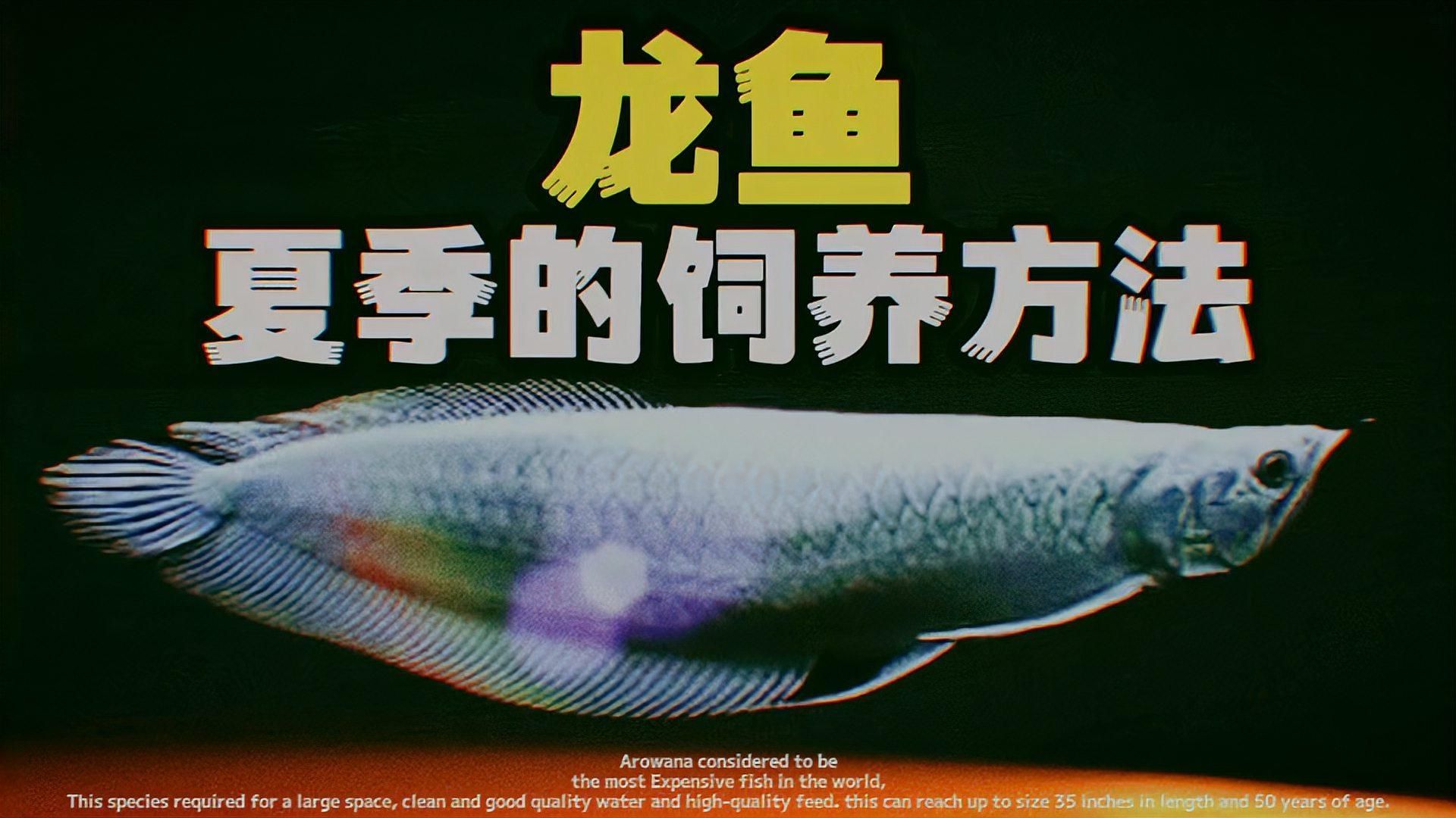 龍魚的最佳飼養季節是什么時候？（冬季養龍魚的注意事項）
