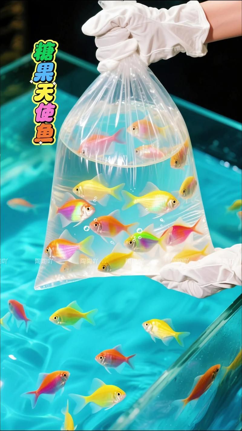 糖果龍魚的飼養難度如何？（關于“糖果龍魚”的飼養）
