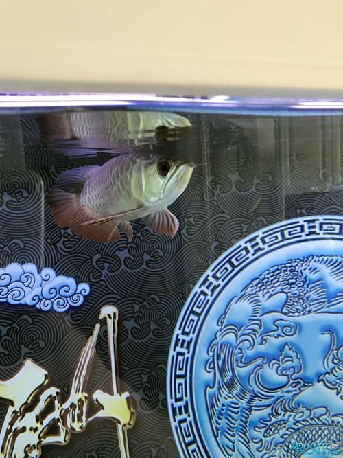 如何判斷龍魚嘴邊掉皮是否好轉？（龍魚嘴邊掉皮好轉判斷標準）