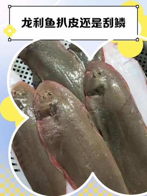如何判斷龍魚嘴邊掉皮是否好轉？（龍魚嘴邊掉皮好轉判斷標準）