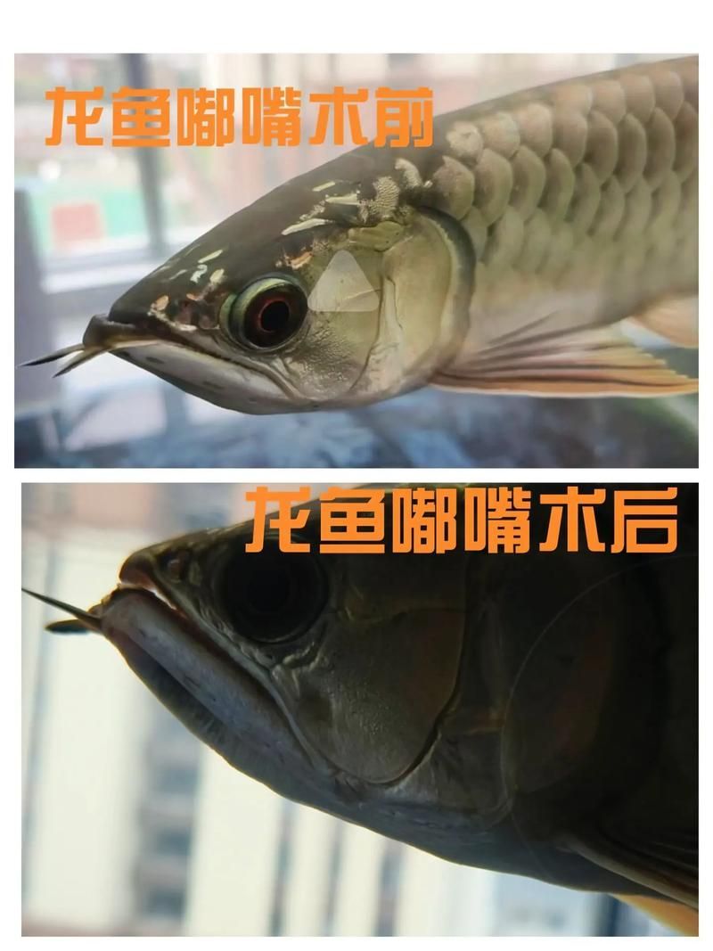 如何判斷龍魚嘴邊掉皮是否好轉？（龍魚嘴邊掉皮好轉判斷標準）