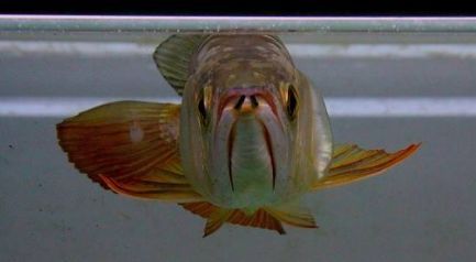 詳解（1000字和配圖）如何判斷龍魚是否魚腮外翻？（如何判斷龍魚是否翻腮）