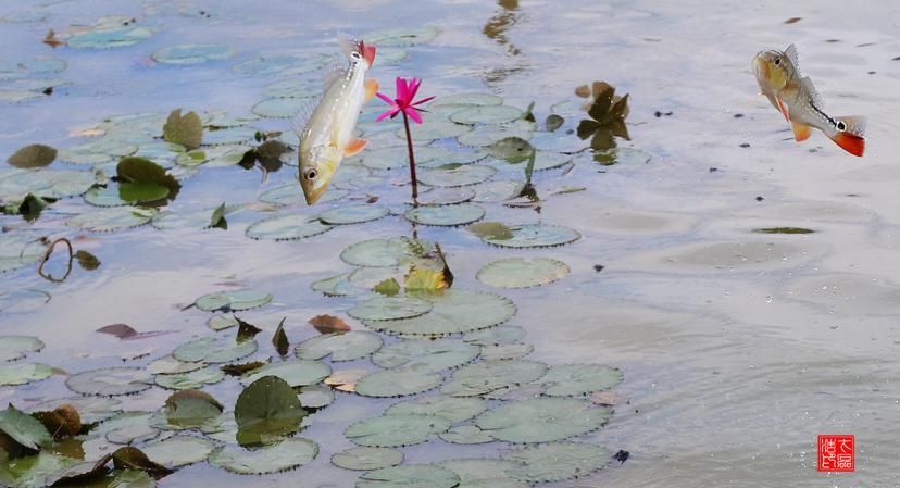 中國(guó)龍魚繁殖第一人是誰(shuí)？（中國(guó)龍魚繁殖第一人是王志強(qiáng)）