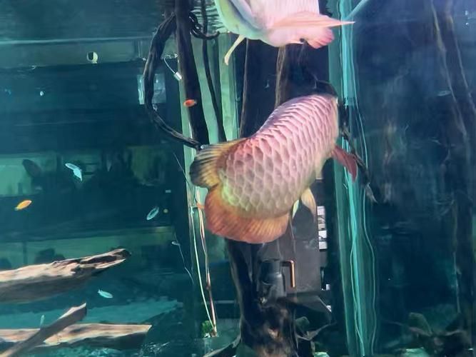 中國(guó)龍魚繁殖第一人是誰(shuí)？（中國(guó)龍魚繁殖第一人是王志強(qiáng)）