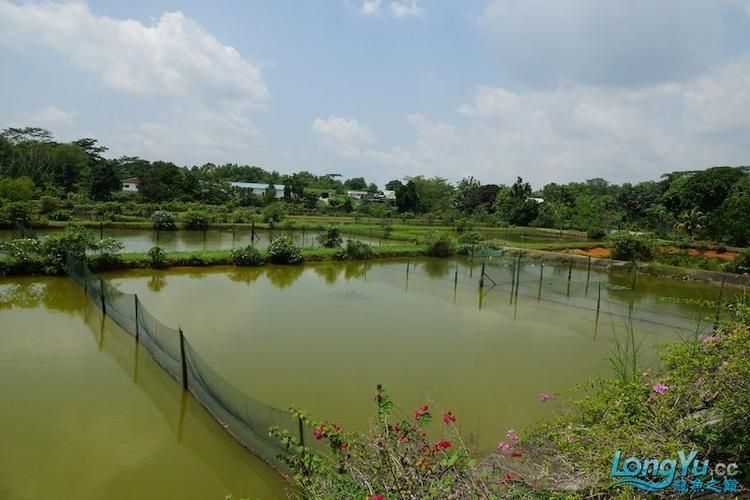中國(guó)龍魚繁殖第一人是誰(shuí)？（中國(guó)龍魚繁殖第一人是王志強(qiáng)）