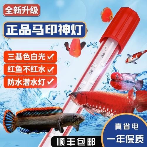 推薦幾款性價比高的紅龍魚LED燈（紅龍魚led燈具推薦：紅龍魚led燈具）