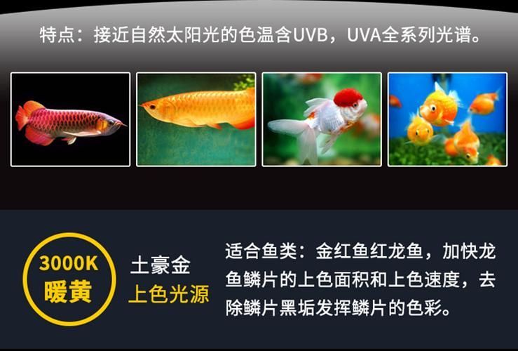 推薦幾款性價比高的紅龍魚LED燈（紅龍魚led燈具推薦：紅龍魚led燈具）