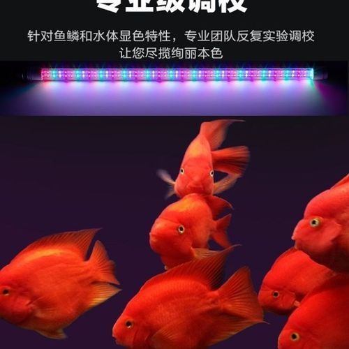推薦幾款性價比高的紅龍魚LED燈（紅龍魚led燈具推薦：紅龍魚led燈具）