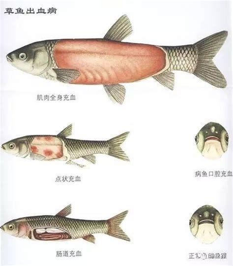 魚身上充血是什么原因（魚身上充血是怎么回事？）