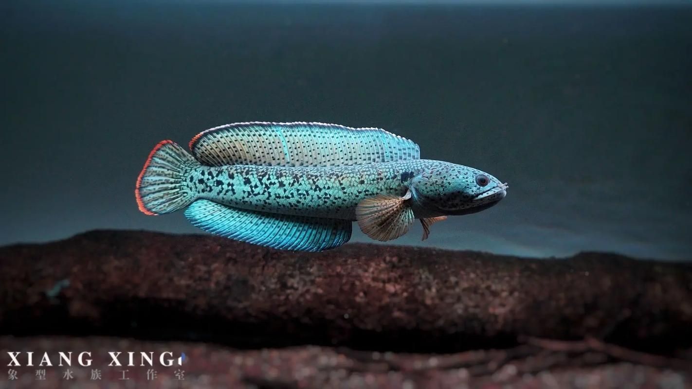 雷山龍魚有哪些獨特品種？（雷山龍魚哪個品種最稀有）