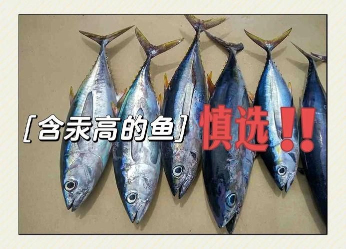 杰西卡恐龍魚的汞含量是多少？（如何判斷杰西卡恐龍魚的汞含量？）