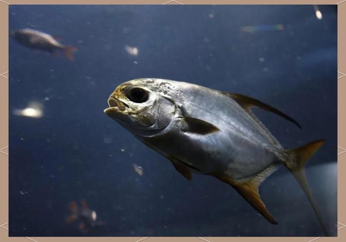 杰西卡恐龍魚的汞含量是多少？（如何判斷杰西卡恐龍魚的汞含量？）