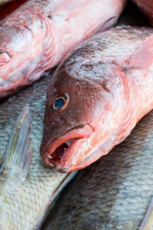杰西卡恐龍魚的汞含量是多少？（如何判斷杰西卡恐龍魚的汞含量？）