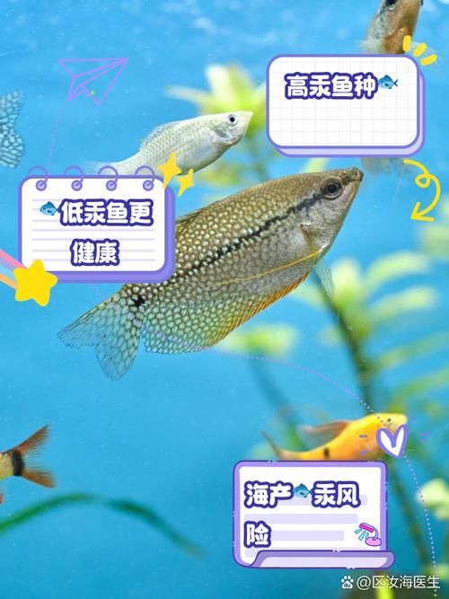杰西卡恐龍魚的汞含量是多少？（如何判斷杰西卡恐龍魚的汞含量？）