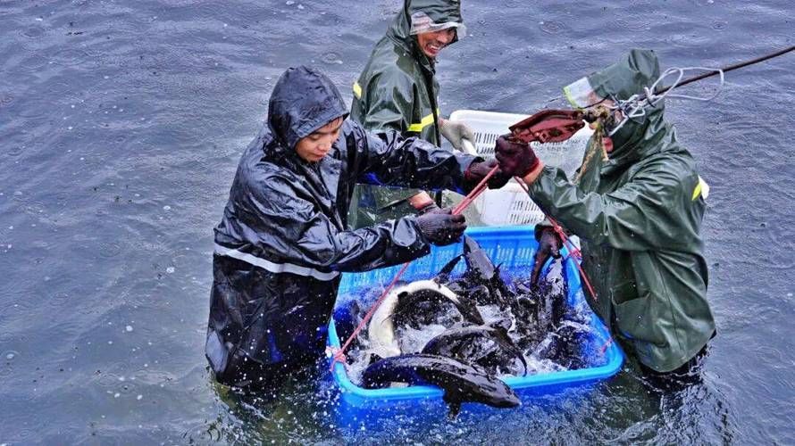 哪里可以購買到惠水的龍魚？（如何辨別惠水龍魚的品質？）