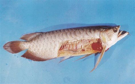 如何判斷龍魚嘴邊的肉瘤是否感染？（魚嘴邊的肉瘤感染判斷方法包括觀察其顏色、質地和形狀）