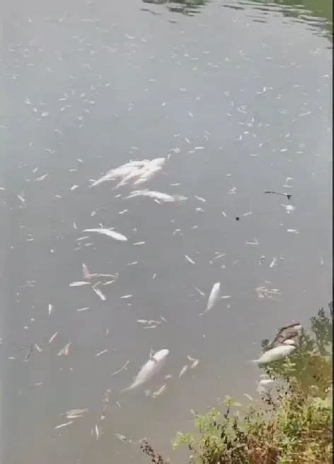 龍魚浮頭呼吸急促（龍魚出現浮頭呼吸急促，六、科普圖片展示龍魚健康狀態）