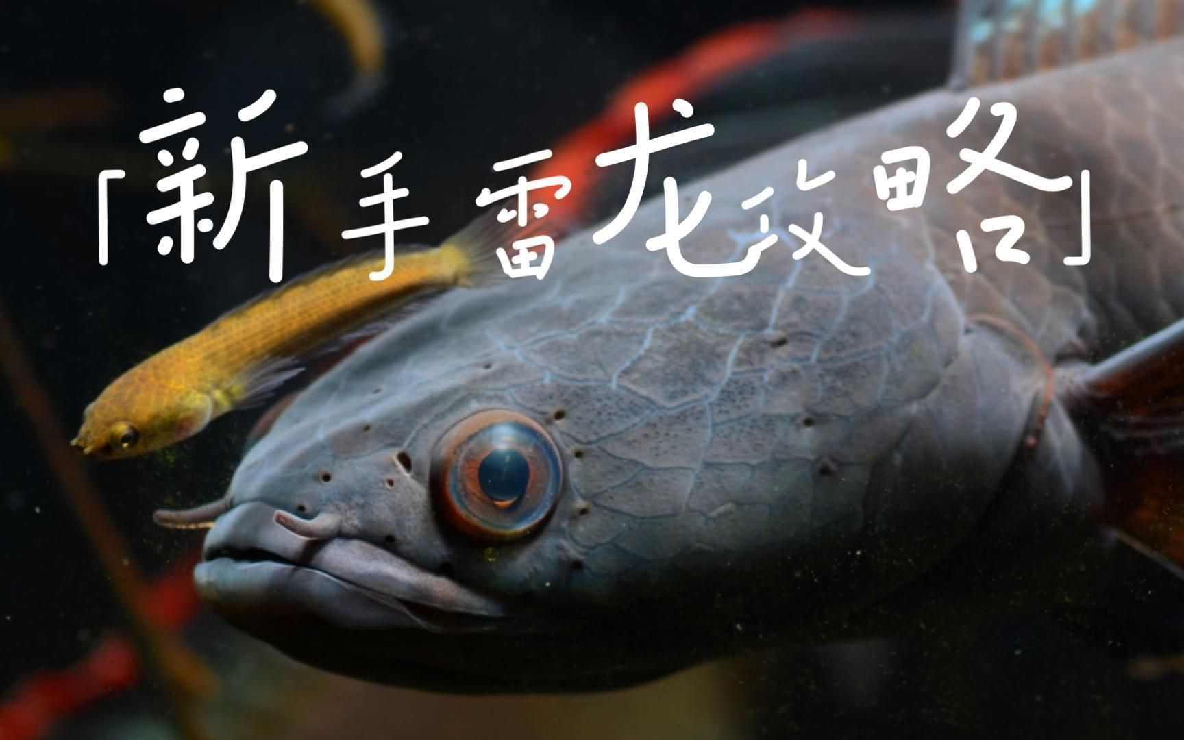 有哪些龍魚品種適合在小型水族箱中飼養？（如何選擇適合在小型水族箱中飼養的龍魚品種）