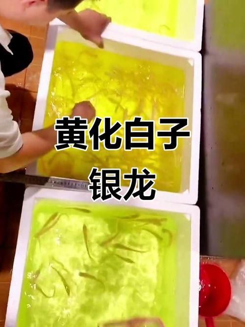 黃化白子龍魚的市場價格如何？