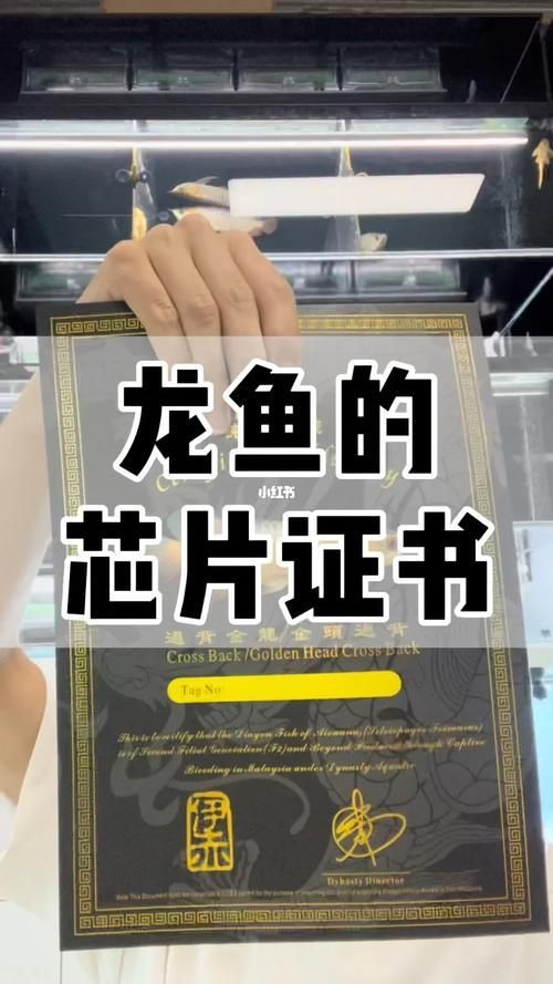 如何辨別印尼漁場龍魚的真偽？（印尼漁場龍魚的真偽鑒別）
