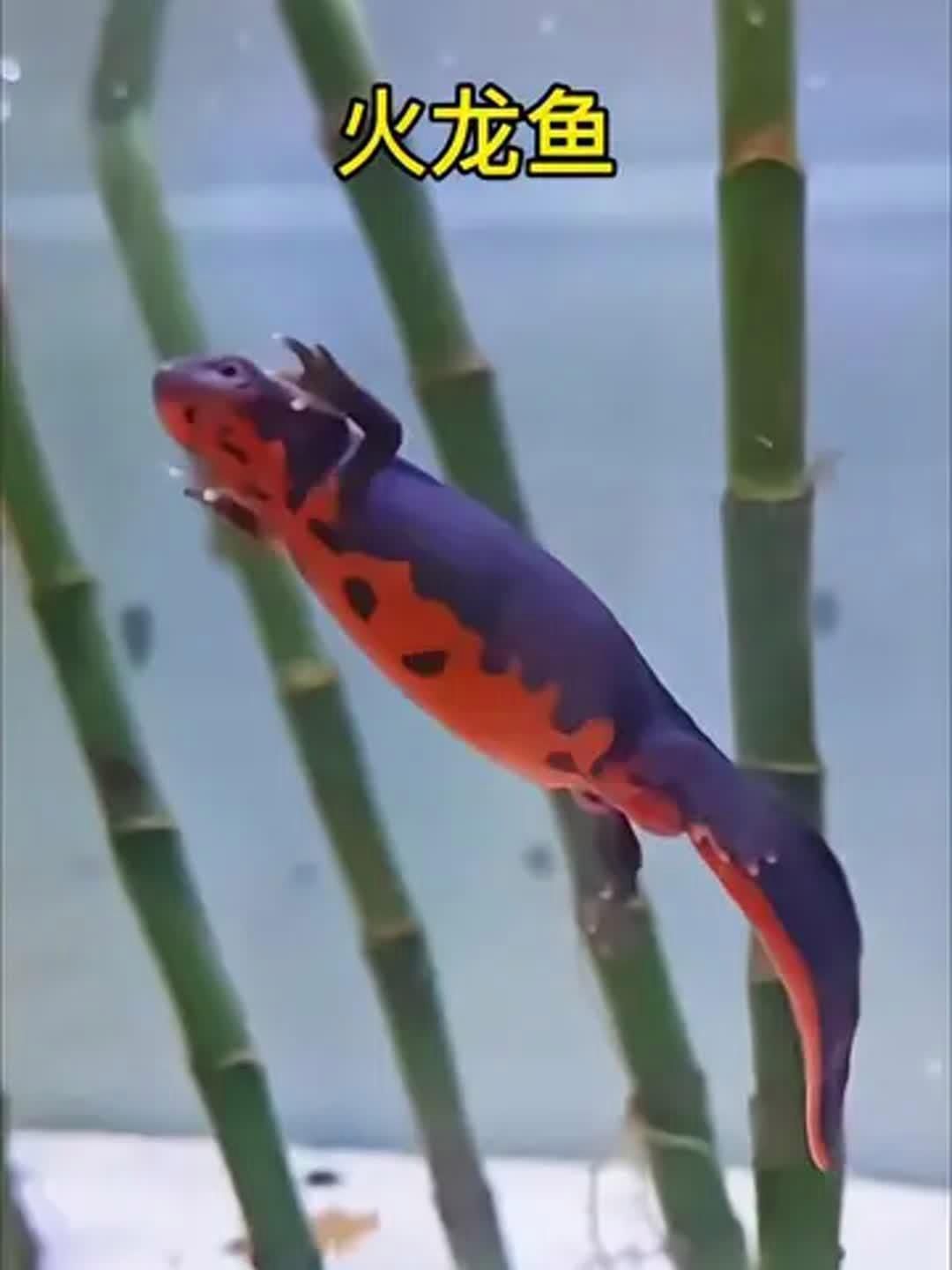 火龍魚有哪些品種？（火龍魚有多個(gè)品種，紅紋刺鰍（噴火龍）、紅紋刺鰍）