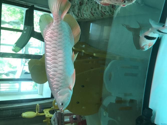 如何判斷龍魚是否適應水質？（arxiv論文助手（arxiv論文助手）：龍魚是否適應水質）