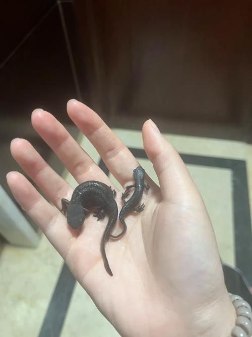 如何判斷火龍魚蠑螈是否進入冬眠？（如何判斷火龍魚蠑螈冬眠狀態）