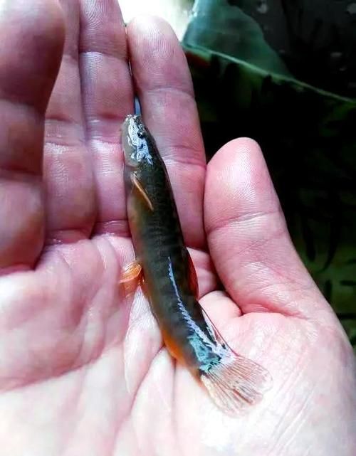 石阡龍魚有哪些營養(yǎng)價值？（百度健康-去問診石阡龍魚的營養(yǎng)價值是多少）
