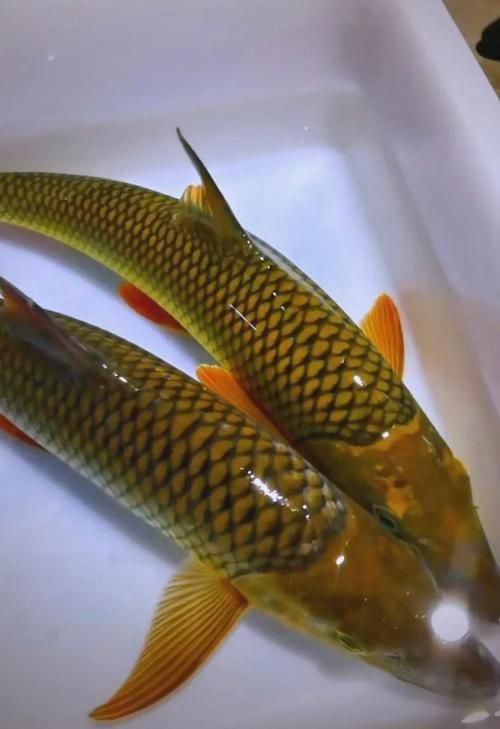石阡龍魚有哪些營養(yǎng)價值？（百度健康-去問診石阡龍魚的營養(yǎng)價值是多少）