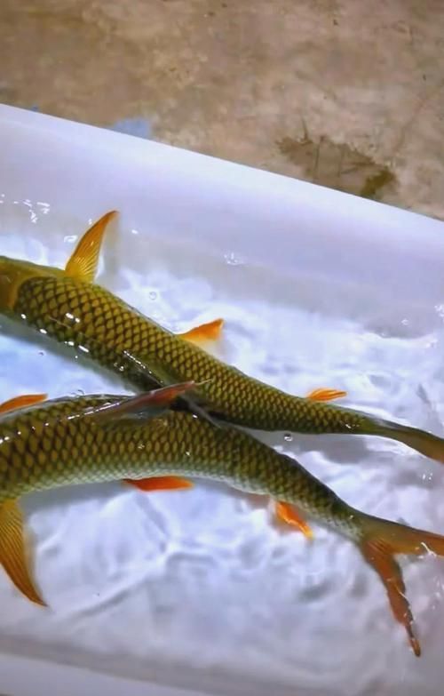石阡龍魚有哪些營養(yǎng)價值？（百度健康-去問診石阡龍魚的營養(yǎng)價值是多少）