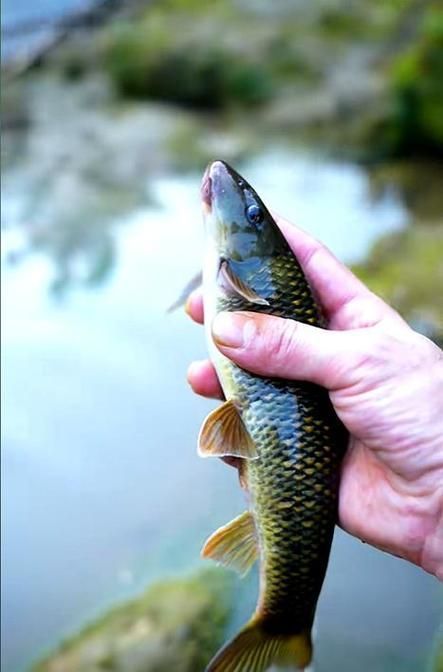 石阡龍魚有哪些營養(yǎng)價值？（百度健康-去問診石阡龍魚的營養(yǎng)價值是多少）
