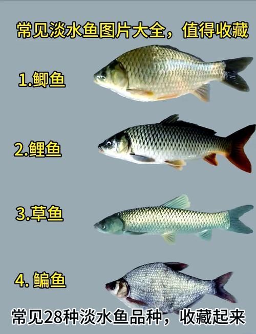 石阡龍魚有哪些營養(yǎng)價值？（百度健康-去問診石阡龍魚的營養(yǎng)價值是多少）