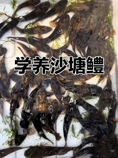 沙龍魚的養殖成本高嗎？（沙塘鱧養殖成本分析）