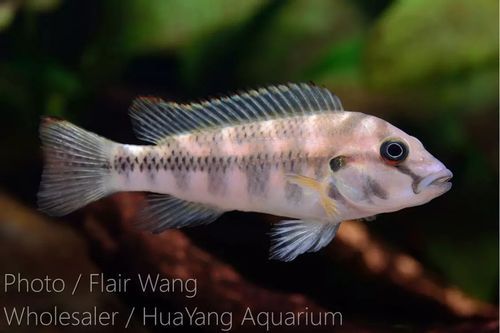 龍魚失明后還能游泳嗎？（arxiv論文助手arxiv論文助手arxiv論文助手）