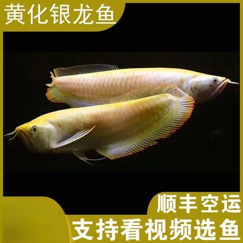 白化銀龍魚的價格是多少？（白化銀龍魚價格在每條100元至500元至500元人民幣之間） 白化銀龍魚的價格是多少？（白化銀龍魚價格在每條100元至500元至500元人民幣之間） 龍魚百科 第2張