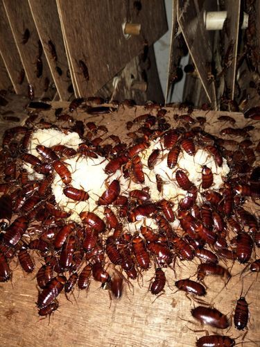 天津龍魚養殖基地推薦（天津龍魚養殖基地哪個規模大？）