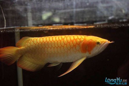 哪里可以購買到正宗的白子紅龍魚？（如何挑選正宗的白子紅龍魚？）