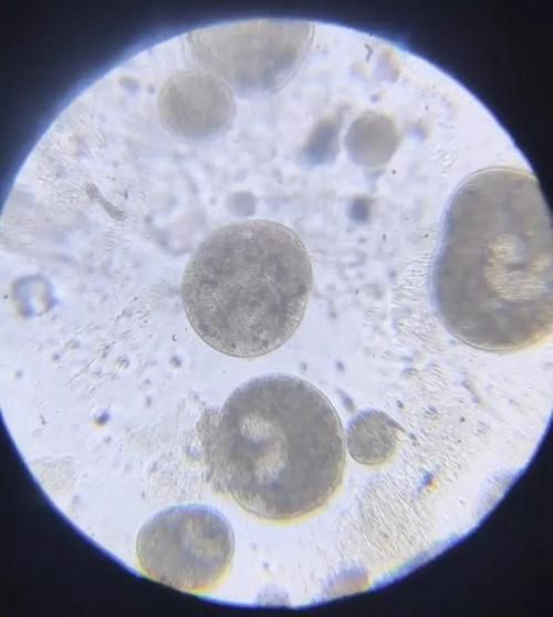 如何預防龍魚的寄生蟲感染？（關于龍魚寄生蟲感染的預防） 如何預防龍魚的寄生蟲感染？（關于龍魚寄生蟲感染的預防） 龍魚百科 第5張