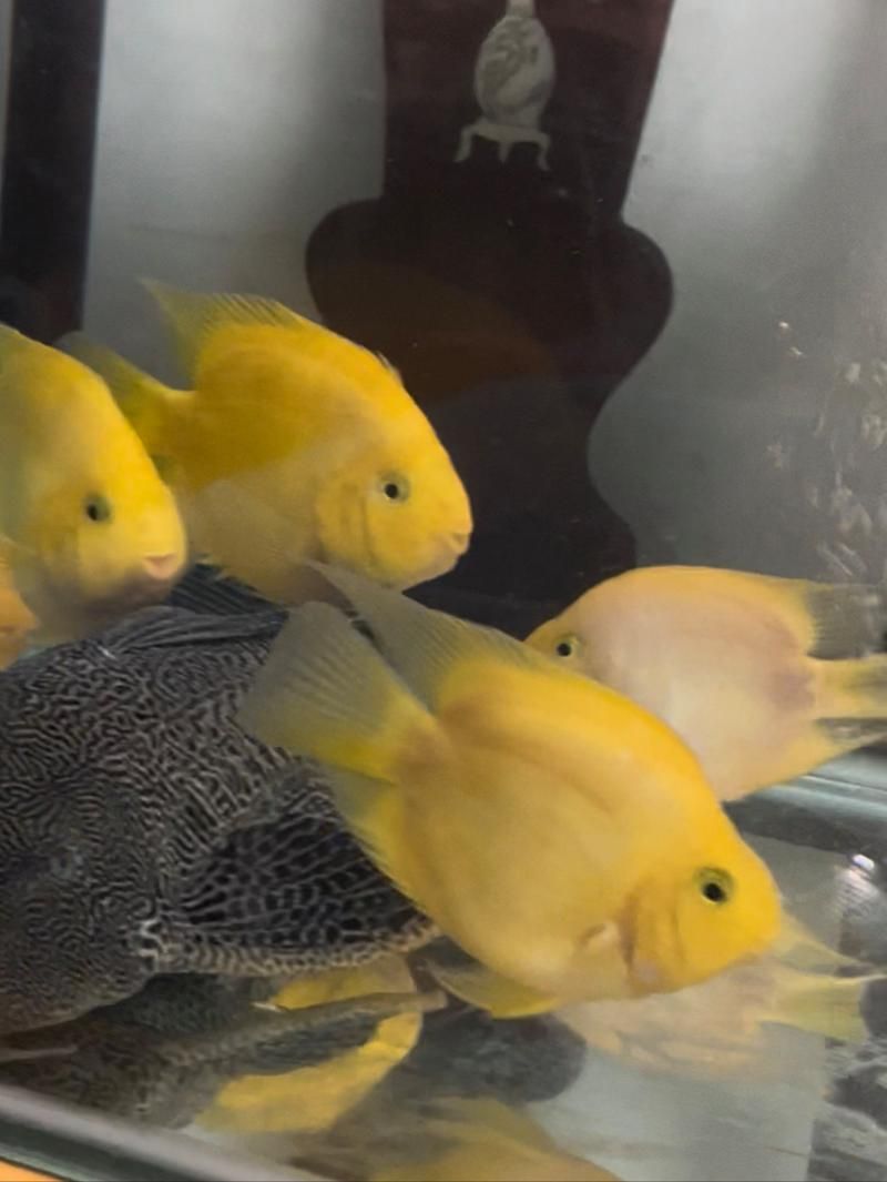 祥龍魚場的鸚鵡魚品質如何？（祥龍魚場的鸚鵡魚品質評價）