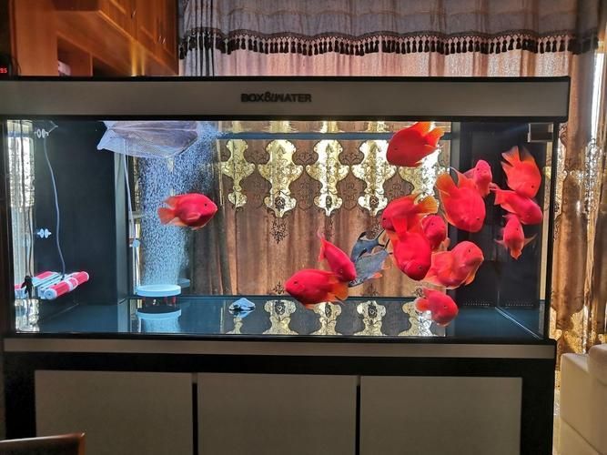祥龍魚場的鸚鵡魚品質如何？（祥龍魚場的鸚鵡魚品質評價）
