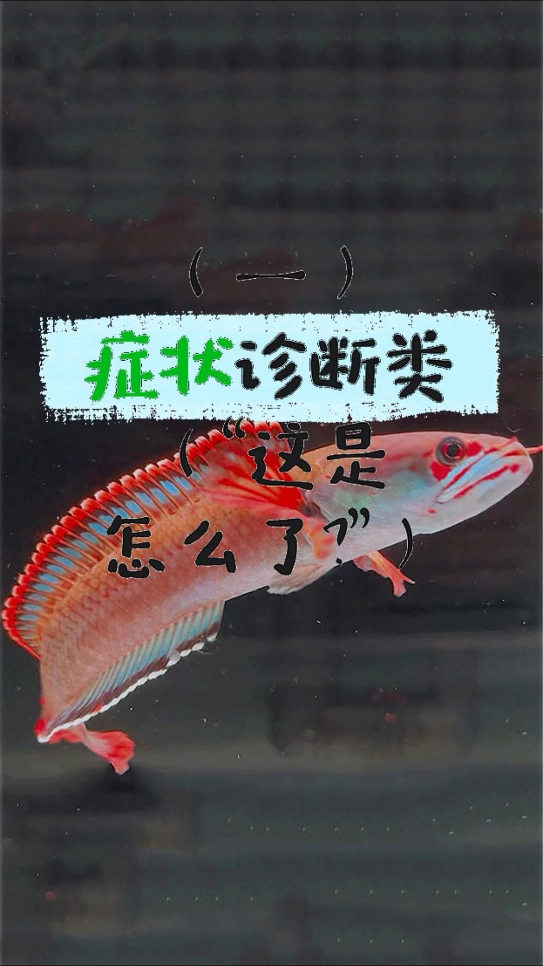 龍魚生病時應該如何判斷癥狀？（龍魚常見病癥對照表，新手必看，）
