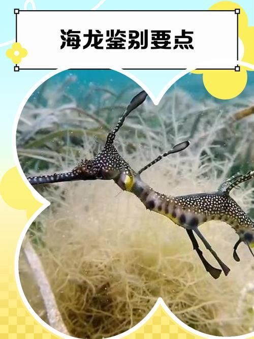 如何區分海龍魚和海龍？（海龍魚與“海龍魚”與“海龍魚”的科學區分類詳解）
