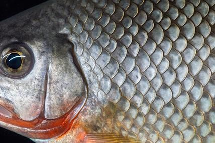 江龍魚的分布區域有哪些？（布變遷圖、歷史與現狀對“江龍魚”分布區域的分布區域）