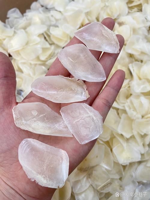 江龍魚的分布區域有哪些？（布變遷圖、歷史與現狀對“江龍魚”分布區域的分布區域）