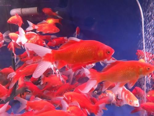 塘沽龍魚的市場價格是多少？（塘沽龍魚市場價格受到多種因素影響塘沽龍魚市場價格）