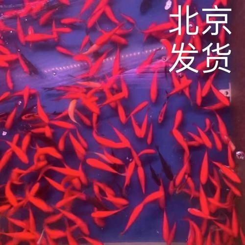 塘沽龍魚的市場價格是多少？（塘沽龍魚市場價格受到多種因素影響塘沽龍魚市場價格）