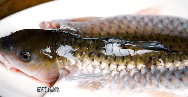從化龍魚有哪些常見的烹飪方法？（從化龍魚（流溪娟魚））
