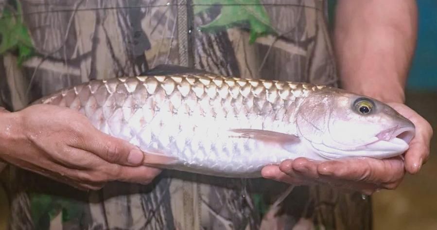 從化龍魚有哪些常見的烹飪方法？（從化龍魚（流溪娟魚））